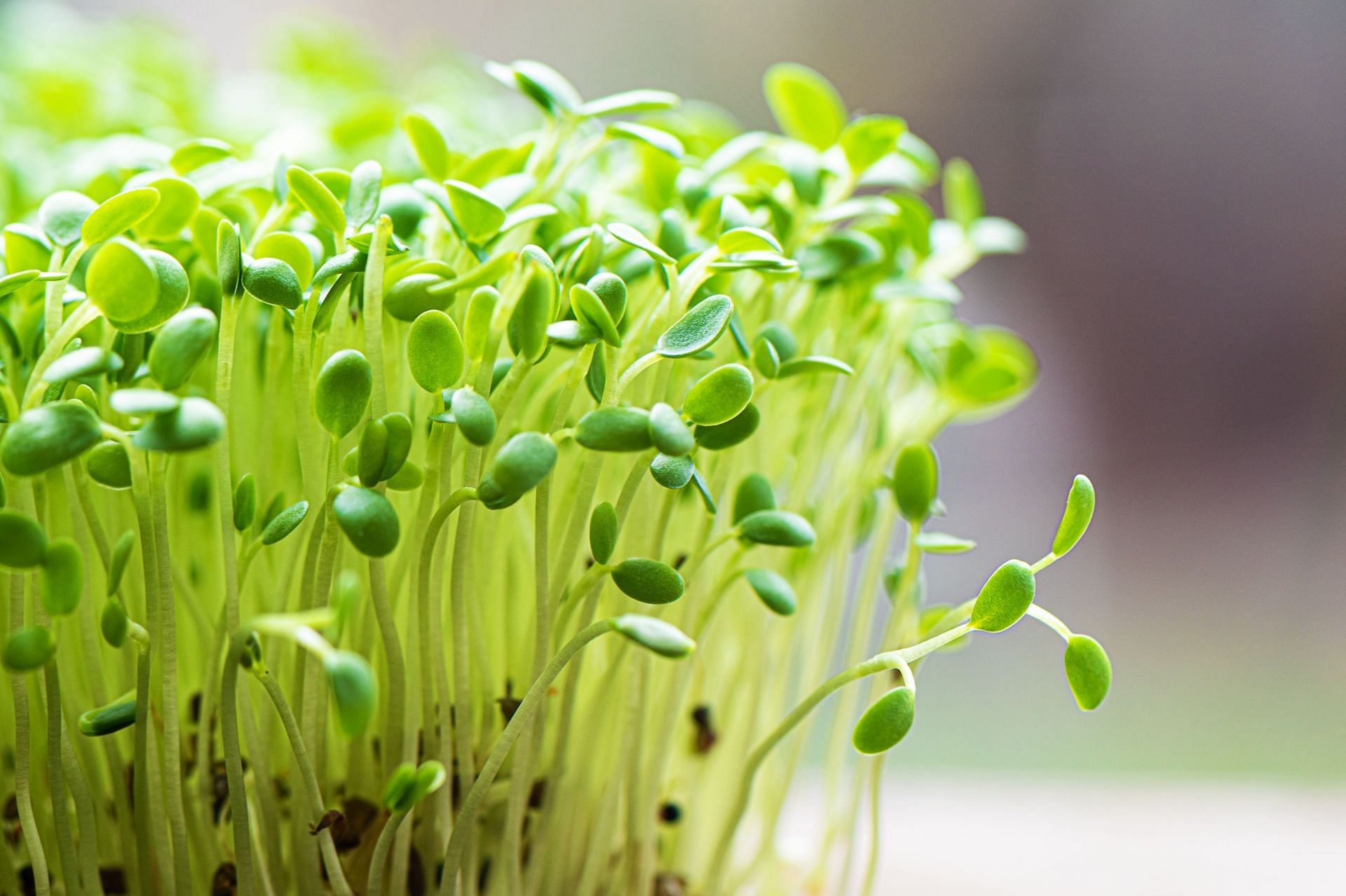 nutritious and filling (Image via Freepik)